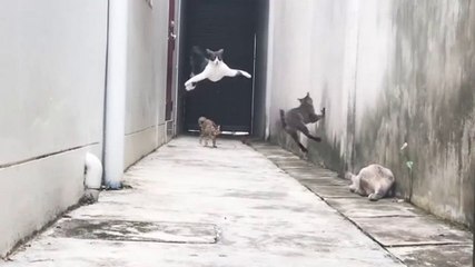 Un chat esquive d'autres chats
