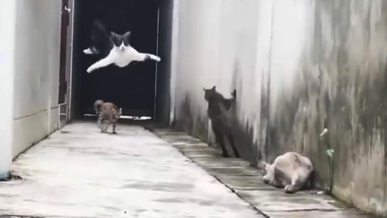 Un chat fait des grands bonds pour esquiver d'autres chats