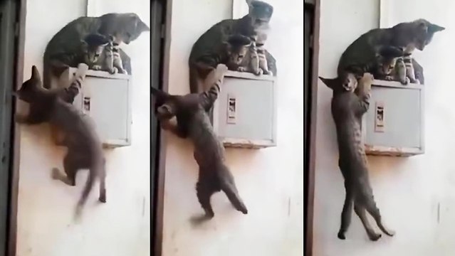 Un jeune chat donne tout ce qu'il a pour rejoindre ses potes sur un boîtier électrique