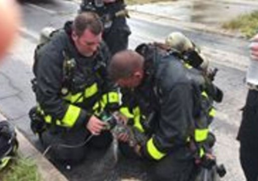 Florida Firefighters Revive Kitten Rescued From House Fire