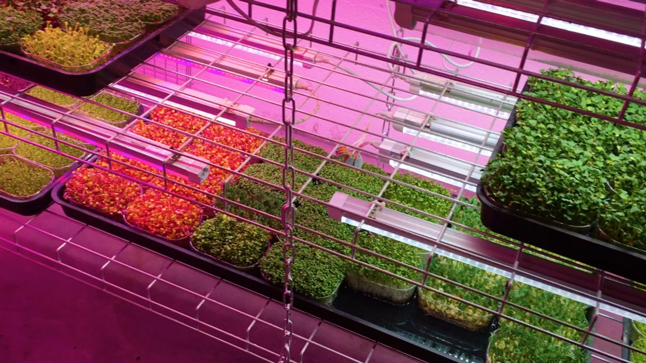 La Caverne : une ferme dans les sous-sols parisiens