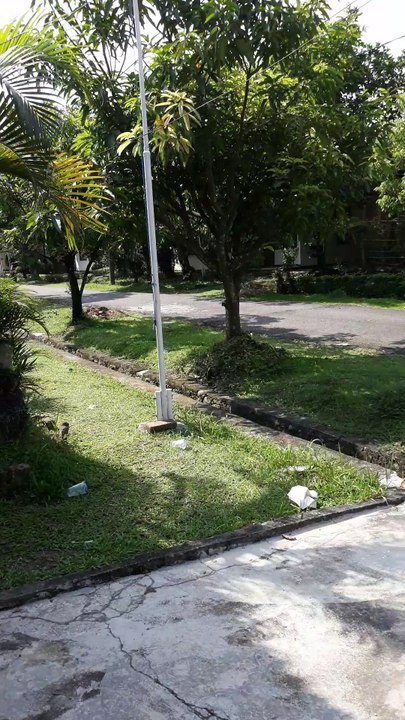 Penampakan jati 3 terakhir kalinya
