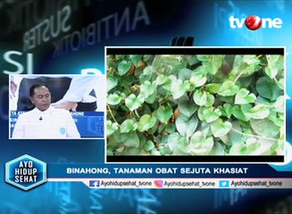 Mitos dan Fakta tentang Daun Binahong