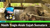 #1MENIT | Nasib Tragis Anak Gajah Sumatera
