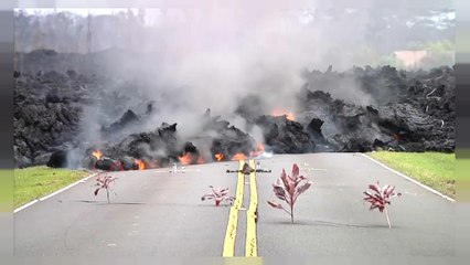 Los hawaianos vuelven a casa a recoger a sus mascotas
