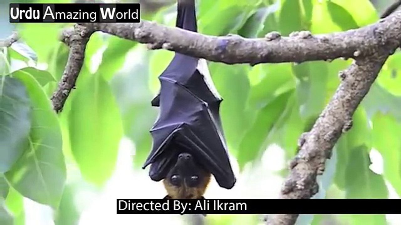 Bats information Chamgadar Ka Ghar Me Aana Amazing Animals Urdu