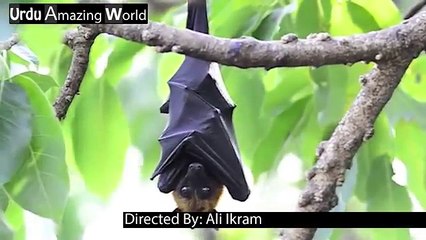 Bats information - Chamgadar Ka Ghar Me Aana - Amazing Animals - Urdu Amazing World - watch for my dailymotion Channel Pakistanfaisal991