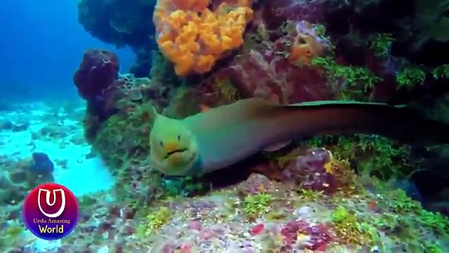 Electric Fish Or Electric Eel In Urdu - Amazing Underwater Animals - Urdu Amazing World - watch for my dailymotion Channel Pakistanfaisal991