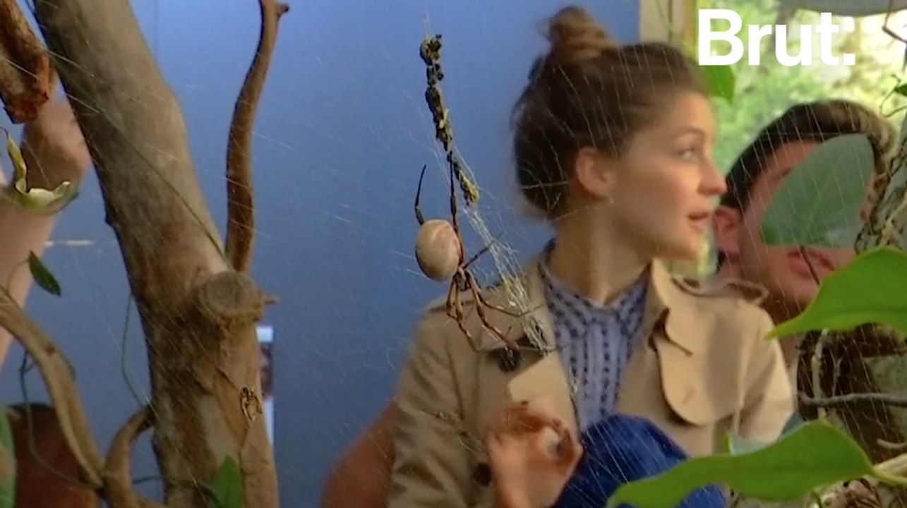 Le zoo de Londres veut nous réconcilier avec les araignées