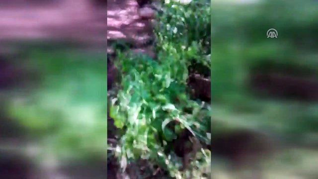 Kaçak elektrik kullanımıyla mücadele çalışmaları - ŞANLIURFA