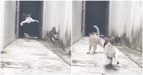 Gato evita rixa com três rivais ao escapar de um beco como um verdadeiro ninja