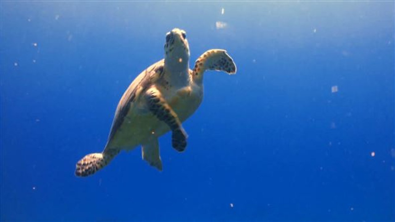 Schutz für schildkröten: rettungsstation in thailand