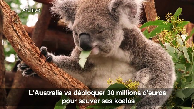 L'Australie promet des millions pour aider ses koalas
