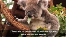 L'Australie promet des millions pour aider ses koalas