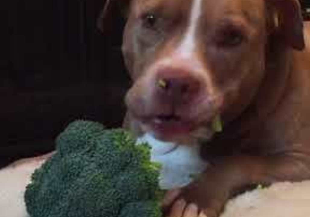 Broccoli Thief Caught Green-Snouted