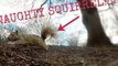 Naughty Squirrel Steals Man's GoPro