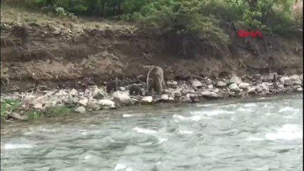 Tunceli'de Yavrularıyla Nehir Kenarında Gelen Ayı Görüntülendi