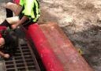 Family of Ducklings Rescued After Falling Into Drain in Pearland, Texas