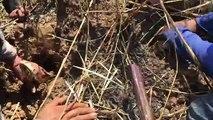 Brave Man Catch Big Snake Along The Road - How To Find Snake Hole And Digging Snake In Cambodia