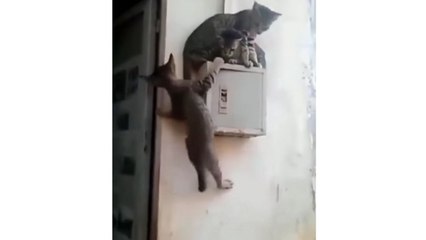 Trois chats, un boîtier électrique