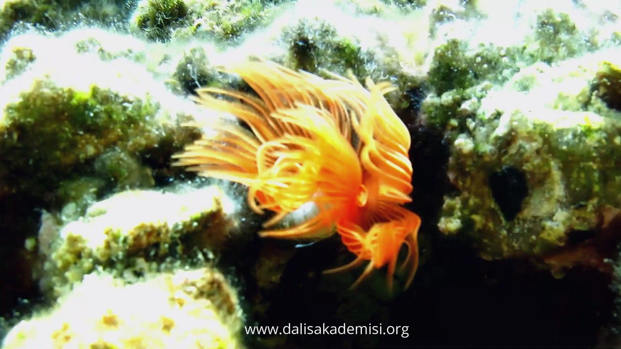 Datça'da Dalış - Diving in Datça - Bursa Dalış Akademisi