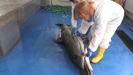 İzmir'de Ölü Yunus Bulundu