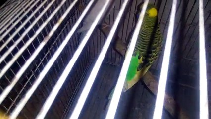 Lizards in Budgies Setup - How to Save Budgies from Lizards ?