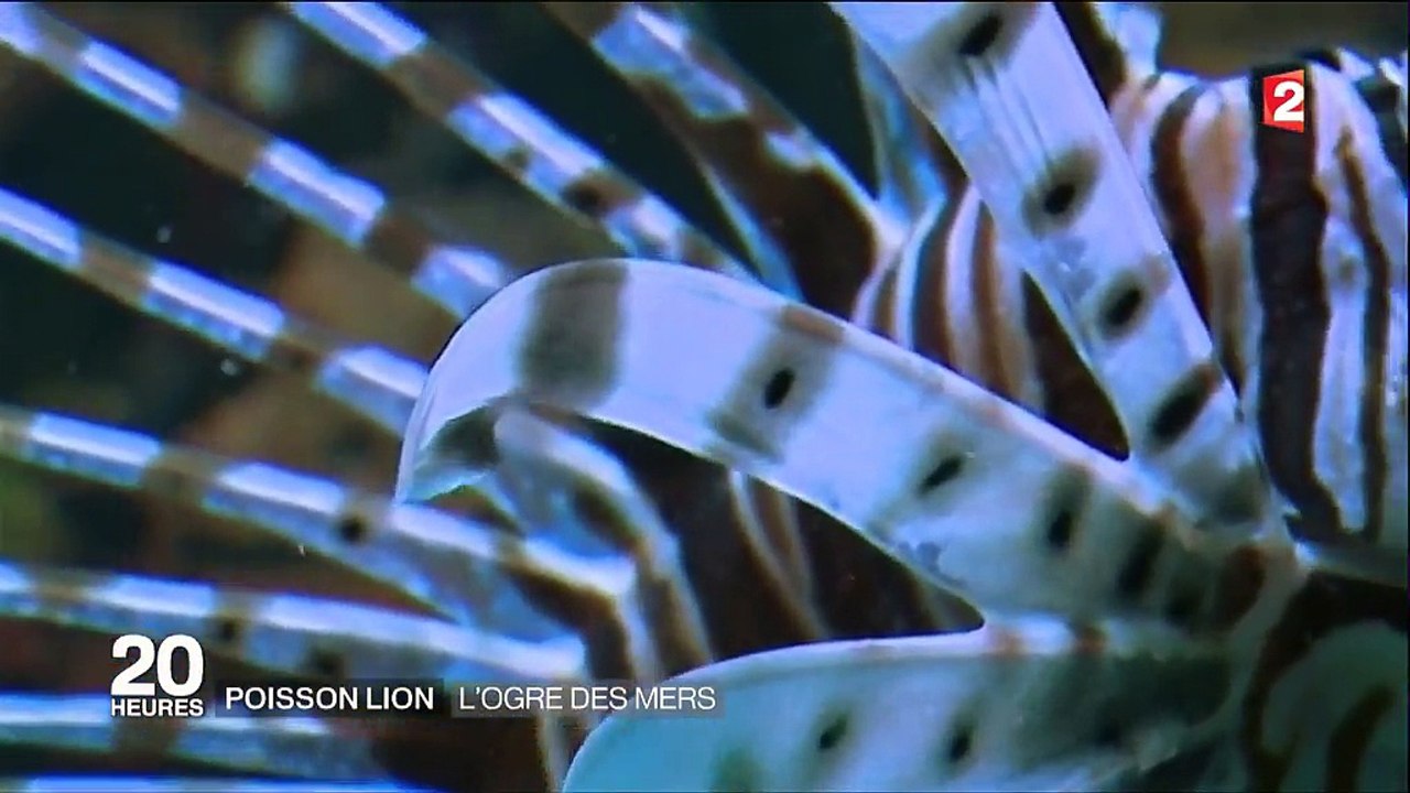 Poisson-lion : l'ogre des mers
