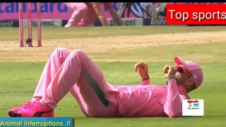 #10 Animals Attacks in Cricket Shocking Moments| Top sports.