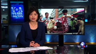 VOA连线：“玉林狗肉节”大规模虐杀狗引起各界人士关注