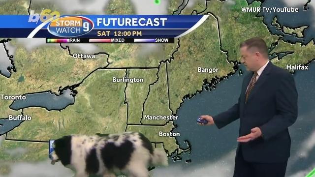 Surprising Moment Dog Casually Walks into Weatherman's Live Forecast on Set