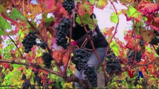 气候变化影响法国葡萄酒产业