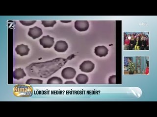 Lökosit nedir? Ne işe yarar?