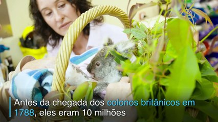 Em defesa dos coalas