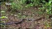 King cobra- Animal Planet Documentary - Wildlife Animals