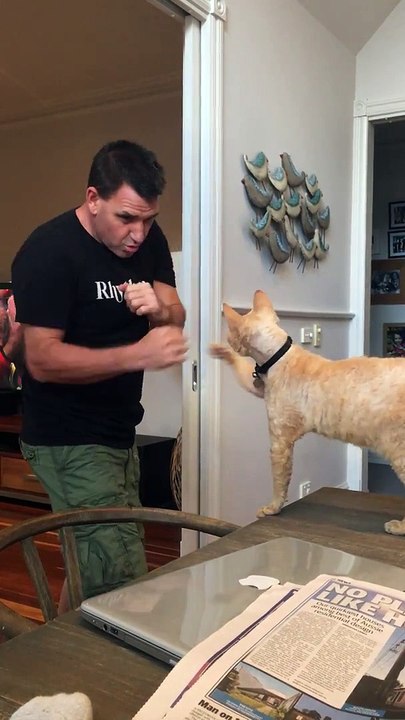 Quand tu t'entraînes à la boxe avec ton chat