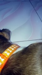 Mother Dog Nurses Kittens