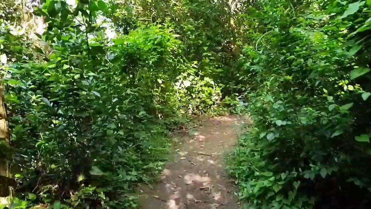 CAMINO A MONPAS (Video acción)