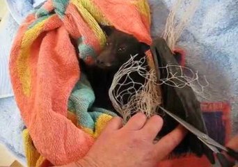Wildlife Carer Gently Rescues Cute Bat From Net