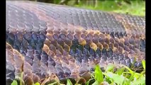 Snake Documentary Wild Animal Documentary- Big Python - ANACONDA the king of Snake