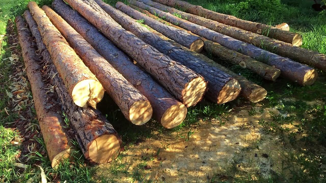 Erschwingliches und leicht zu bedienendes Sägewerk / Lumag Blockbandsäge