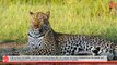 Leopard Eats Toddler At Queen Elizabeth National Park