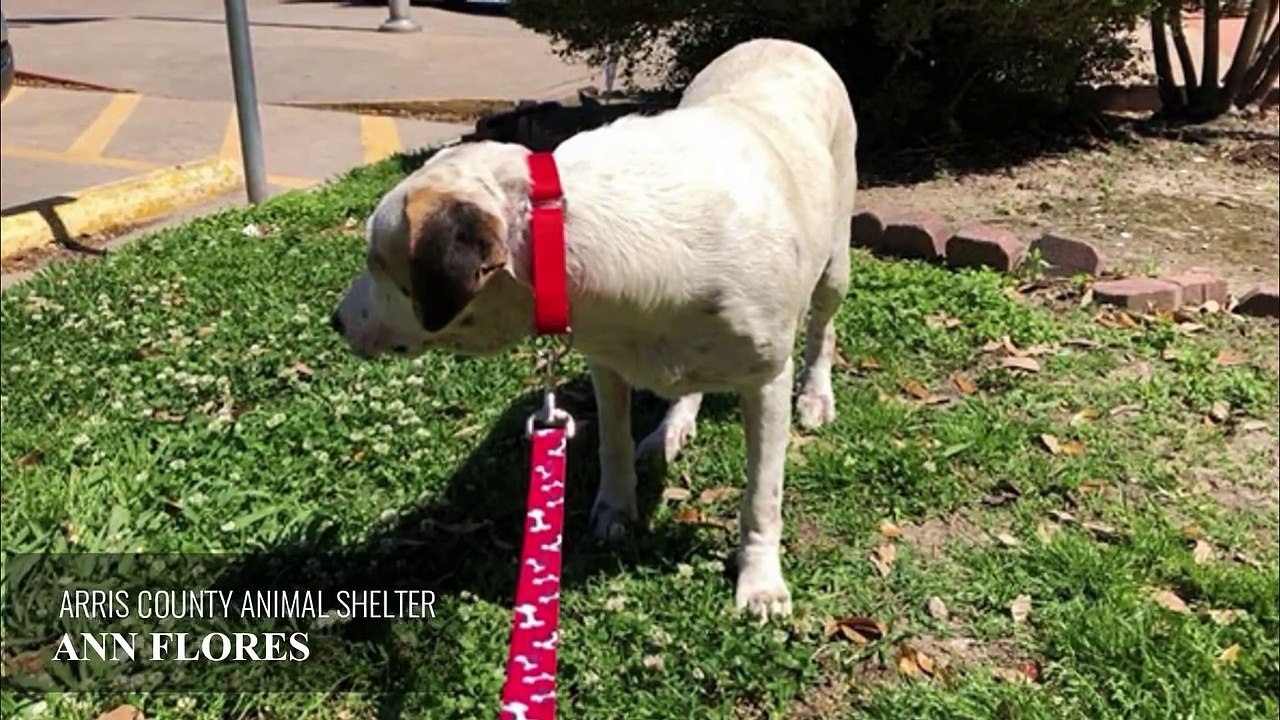 Scared Dog Dragged Into Kill Shelter By Owner Who's Abandoning Him. His Reaction Will Break Your...