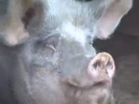 Harry's zus/Harry's Sister