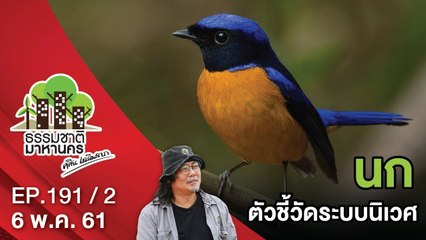 นก ... ตัวชี้วัดระบบนิเวศ | EP.191/2 | ธรรมชาติมาหานคร | 6 พ.ค. 61 | NEW18 | ช่อง 18