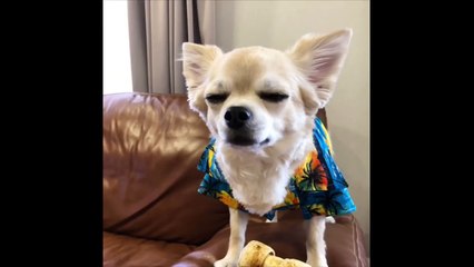 チワワの銀さん サマーカット？ おしゃべりペット