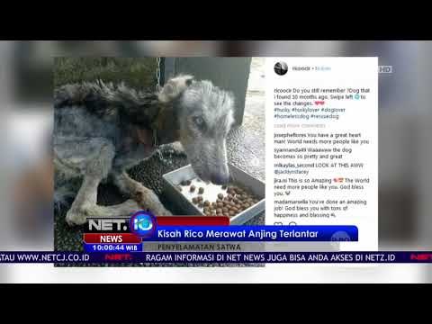 Kisah Rico Merawat Anjing Terlantar Jadi Perhatian Netizen - NET 10