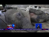 Warga Temukan Bayi Gajah yang Terjerat - NET 12