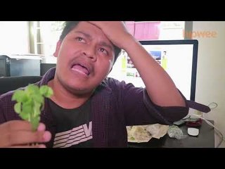 Fakta-fakta Yang Perlu Kamu Ketahui Tentang Daun Kemangi