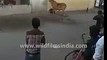Cow goes crazy in Surat, India
